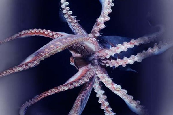 Кракен сайт kr2web